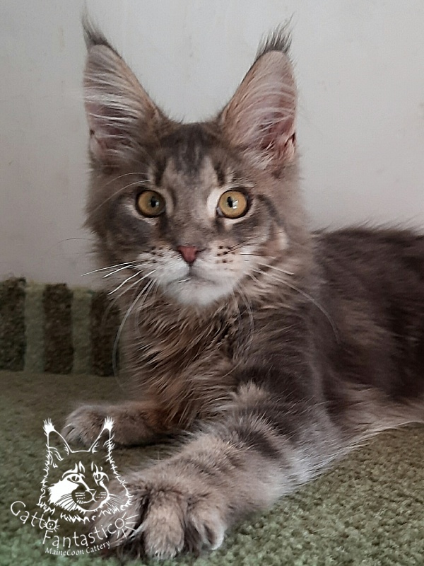 Gatto Fantastico Newton - Kitten maine-coon 5 months 3 weeks