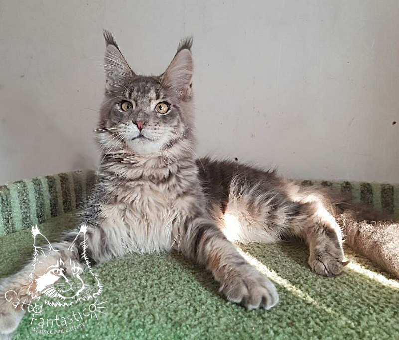 Gatto Fantastico Newton - Kitten maine-coon 6 months 2 weeks
