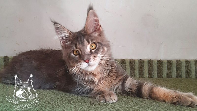 Gatto Fantastico Newton - Kitten maine-coon 5 months 3 weeks