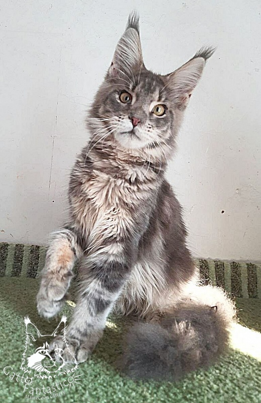 Gatto Fantastico Newton - Kitten maine-coon 6 months 2 weeks