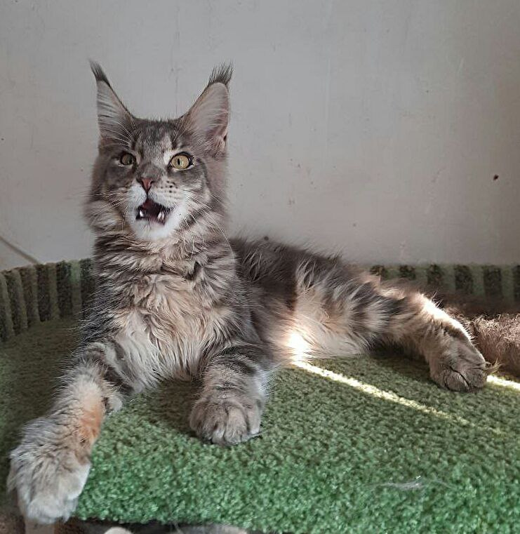Gatto Fantastico Newton - Kitten maine-coon 6 months 2 weeks