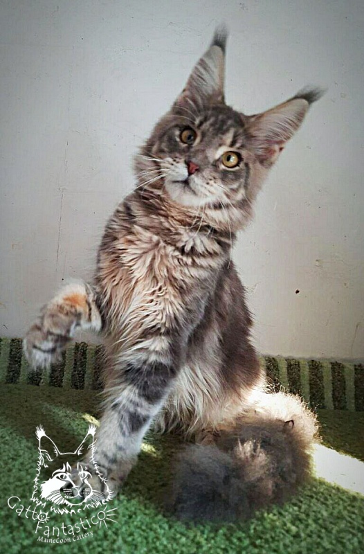 Gatto Fantastico Newton - Kitten maine-coon 6 months 2 weeks