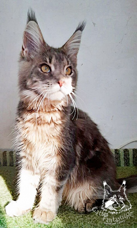 Gatto Fantastico Newton - Kitten maine-coon 6 months 2 weeks