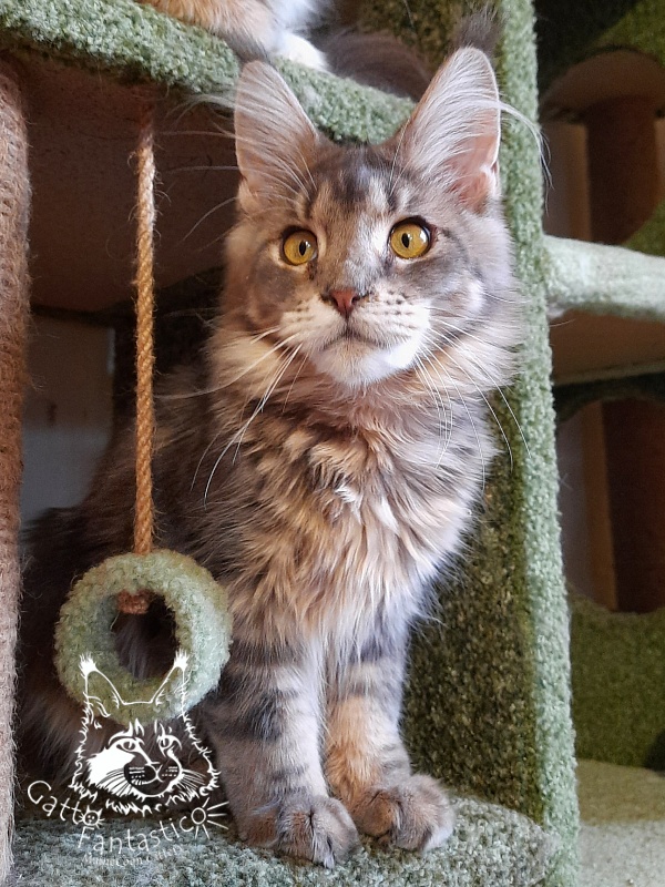Gatto Fantastico Newton - Junior maine-coon 7 months 0.5 weeks