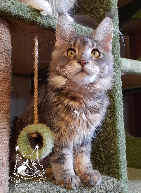Gatto Fantastico Newton - Junior maine-coon 7 months 0.5 weeks