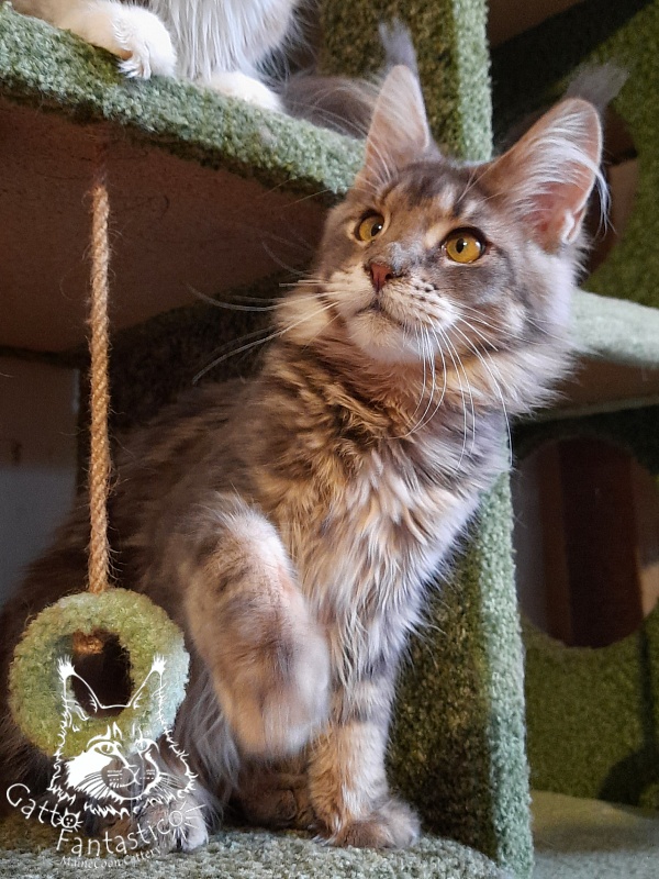 Gatto Fantastico Newton - Junior maine-coon 7 months 0.5 weeks