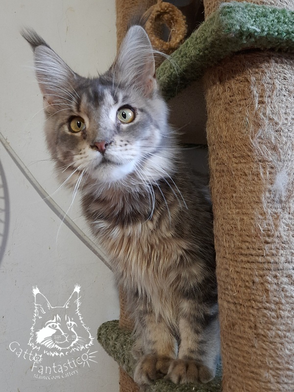 Gatto Fantastico Newton - Junior maine-coon 7 months 0.5 weeks