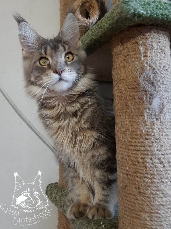 Gatto Fantastico Newton - Junior maine-coon 7 months 0.5 weeks