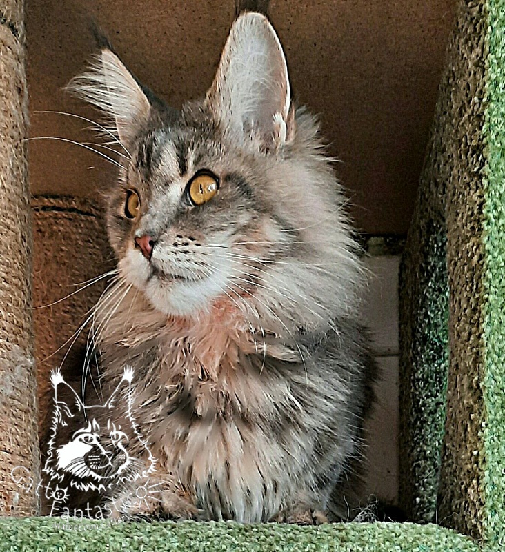 Gatto Fantastico Newton - Junior maine-coon 8 months 2 weeks