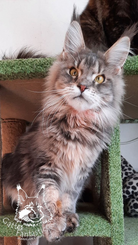 Gatto Fantastico Newton - Junior maine-coon 8 months 2 weeks