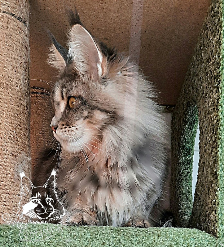 Gatto Fantastico Newton - Junior maine-coon 8 months 2 weeks