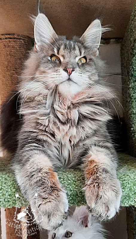 Gatto Fantastico Newton - Junior maine-coon 8 months 2 weeks