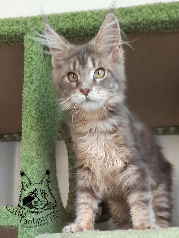 Gatto Fantastico Newton - Kitten maine-coon 4 months 3.5 weeks