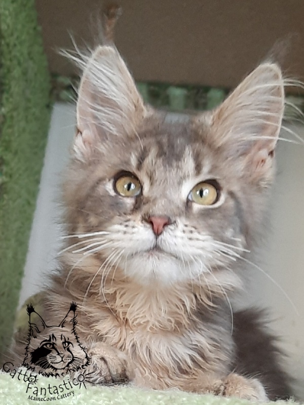 Gatto Fantastico Newton - Kitten maine-coon 4 months 3.5 weeks