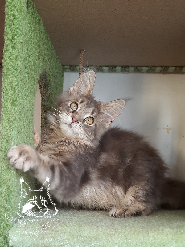 Gatto Fantastico Newton - Kitten maine-coon 4 months 3.5 weeks