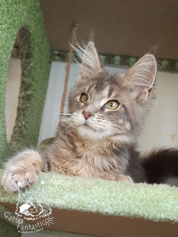 Gatto Fantastico Newton - Kitten maine-coon 4 months 3.5 weeks