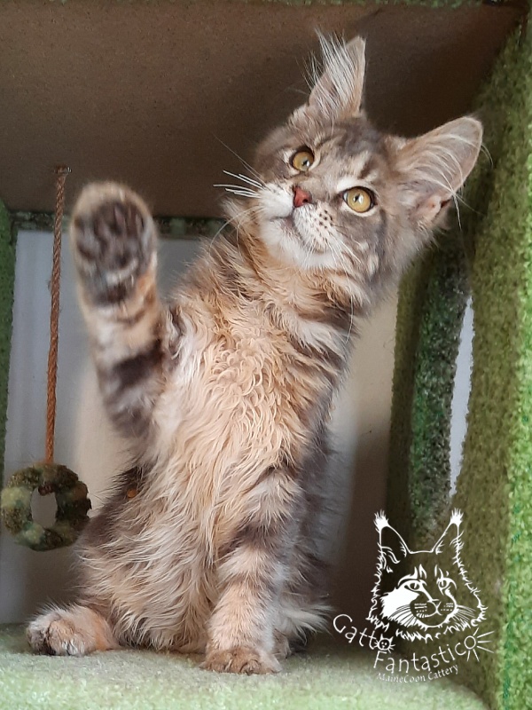 Gatto Fantastico Newton - Kitten maine-coon 4 months 3.5 weeks