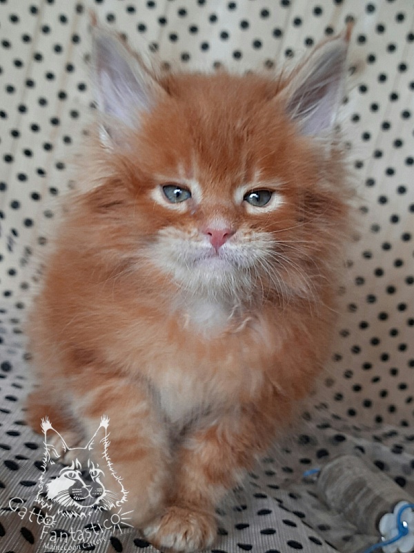 Gatto Fantastico Orange - Кошеня мейн-кун 3,5 тижні