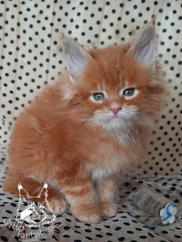 Gatto Fantastico Orange - Кошеня мейн-кун 3,5 тижні