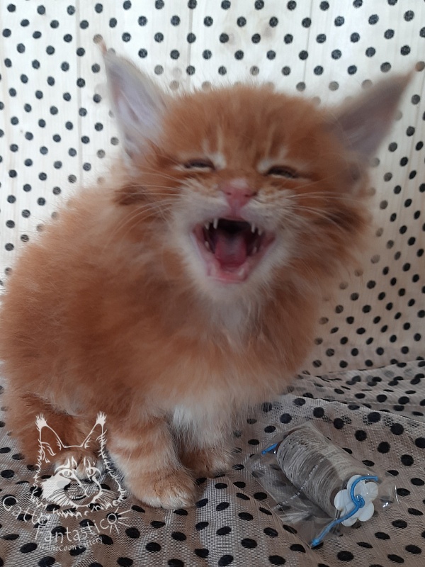Gatto Fantastico Orange - Кошеня мейн-кун 3,5 тижні