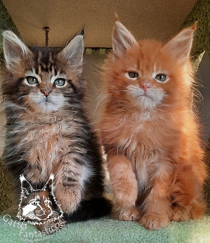 Gatto Fantastico Orange - Кошеня мейн-кун 2 місяця