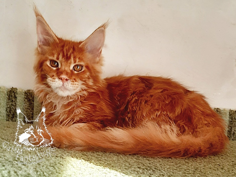 Gatto Fantastico Orange - Кошеня мейн-кун 5 місяців 1,5 тиждень