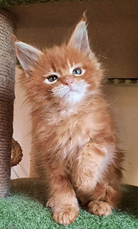 Gatto Fantastico Orange - Кошеня мейн-кун 2 місяця
