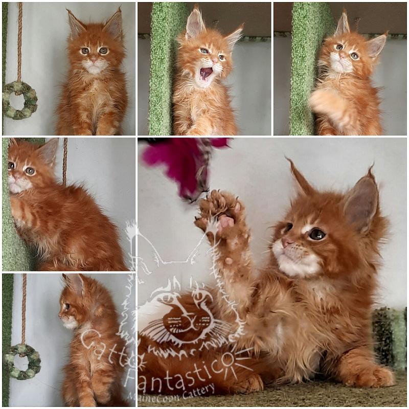 Gatto Fantastico Orange - Кошеня мейн-кун 2 місяця 1,5 тиждень