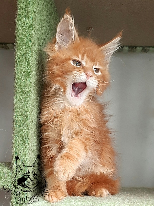 Gatto Fantastico Orange - Кошеня мейн-кун 2 місяця 1,5 тиждень