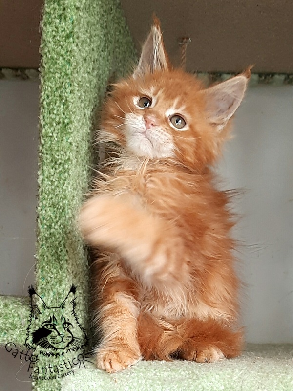 Gatto Fantastico Orange - Кошеня мейн-кун 2 місяця 1,5 тиждень