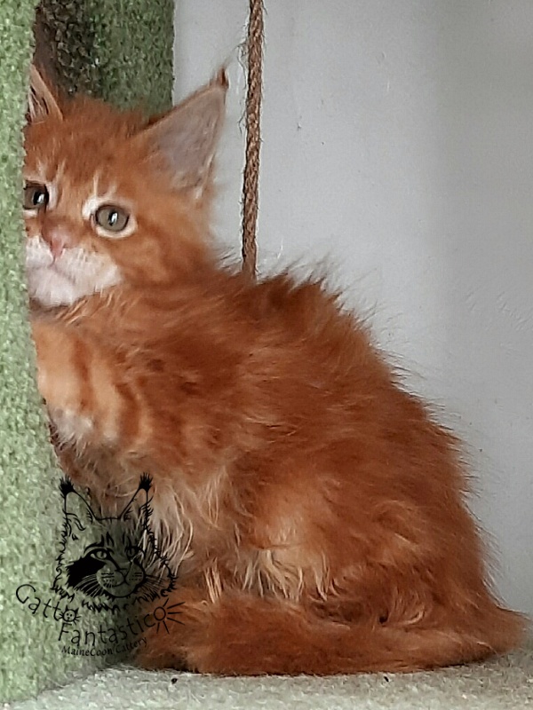 Gatto Fantastico Orange - Кошеня мейн-кун 2 місяця 1,5 тиждень
