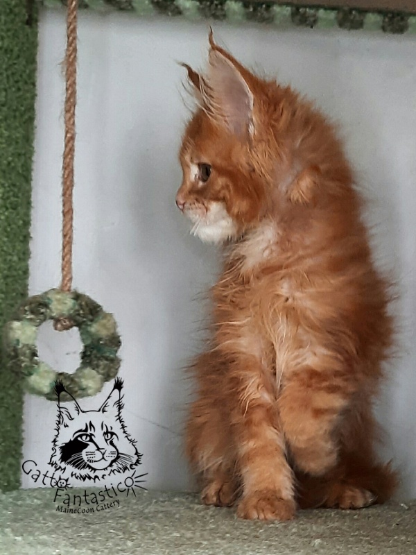 Gatto Fantastico Orange - Кошеня мейн-кун 2 місяця 1,5 тиждень