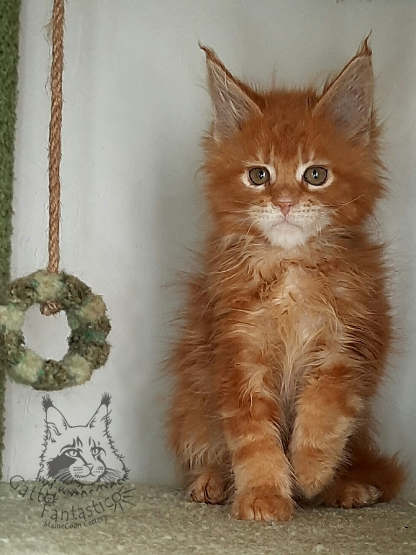 Gatto Fantastico Orange - Кошеня мейн-кун 2 місяця 1,5 тиждень