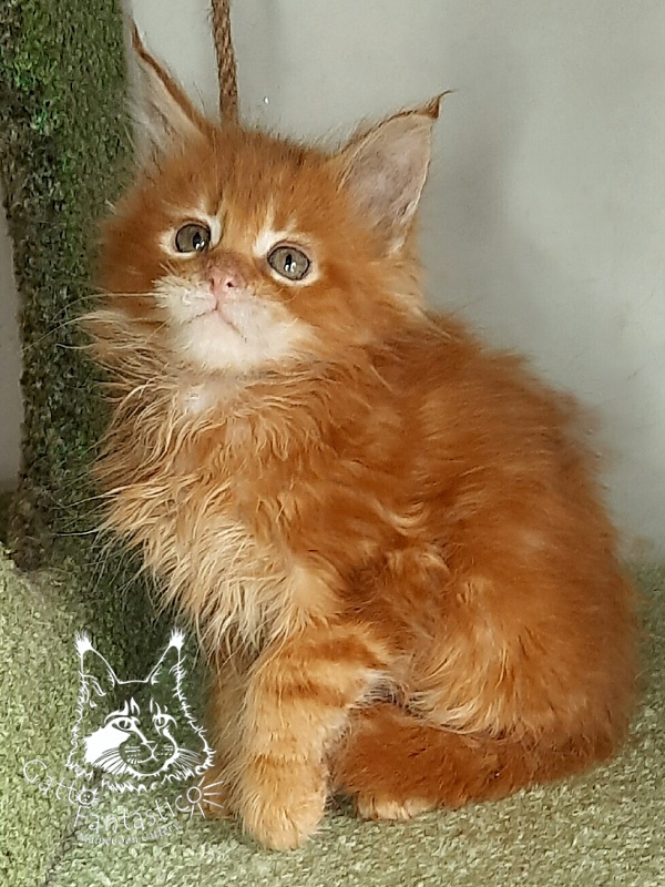 Gatto Fantastico Orange - Кошеня мейн-кун 1 місяць 4 тижні