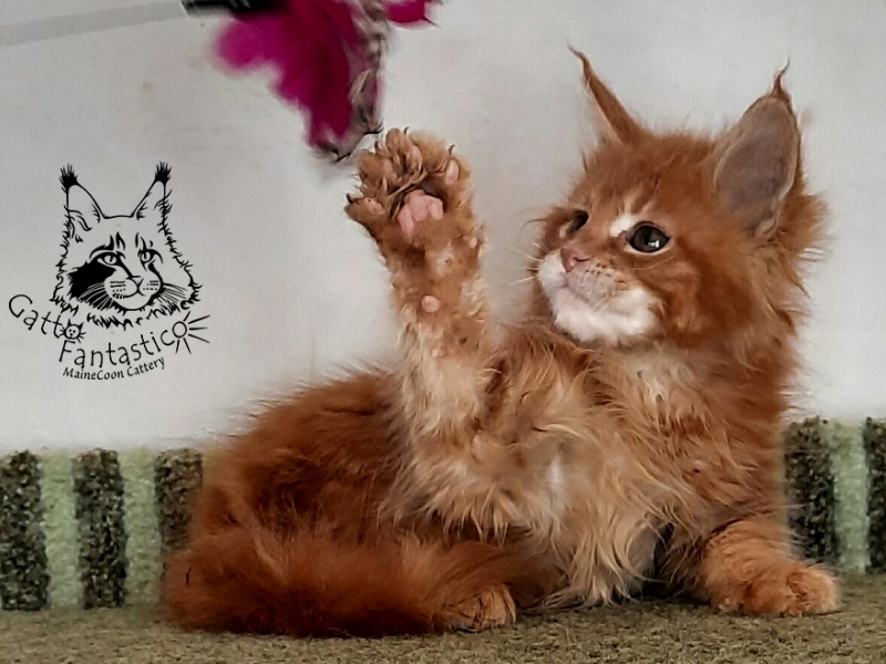 Gatto Fantastico Orange - Кошеня мейн-кун 2 місяця 1,5 тиждень