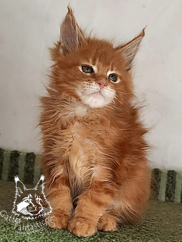 Gatto Fantastico Orange - Кошеня мейн-кун 2 місяця 1,5 тиждень