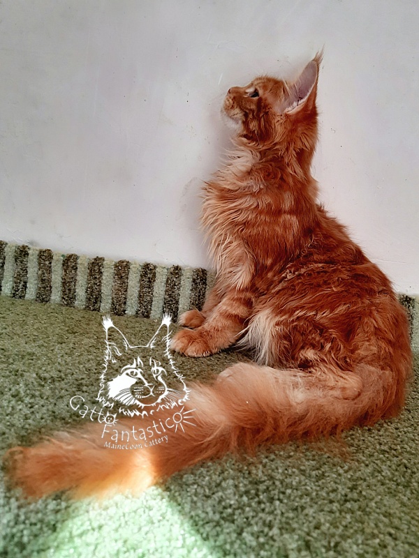 Gatto Fantastico Orange - Кошеня мейн-кун 5 місяців 1,5 тиждень