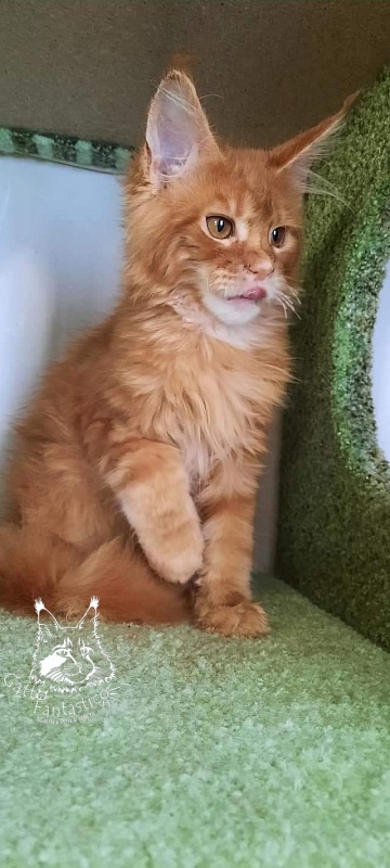 Gatto Fantastico Orange - Кошеня мейн-кун 4 місяця 0,5 тижнів