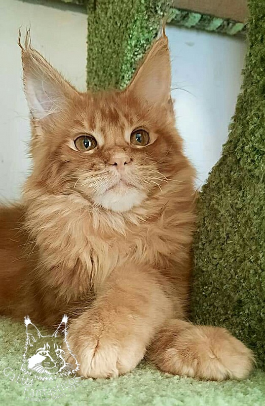 Gatto Fantastico Orange - Кошеня мейн-кун 4 місяця 0,5 тижнів