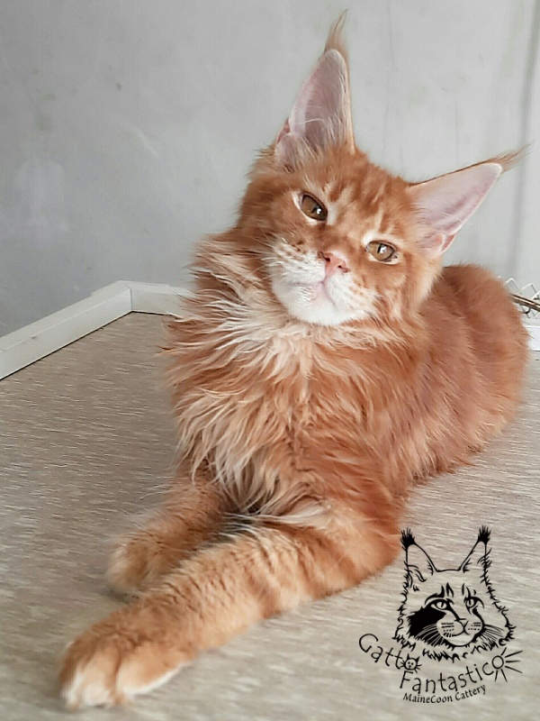 Gatto Fantastico Orange - Кошеня мейн-кун 5 місяців 3 тижні