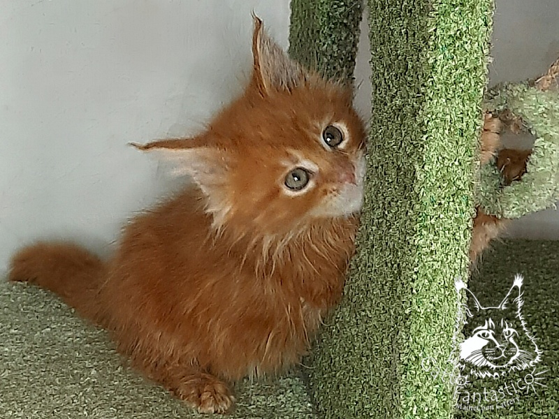 Gatto Fantastico Orange - Кошеня мейн-кун 1 місяць 4 тижні