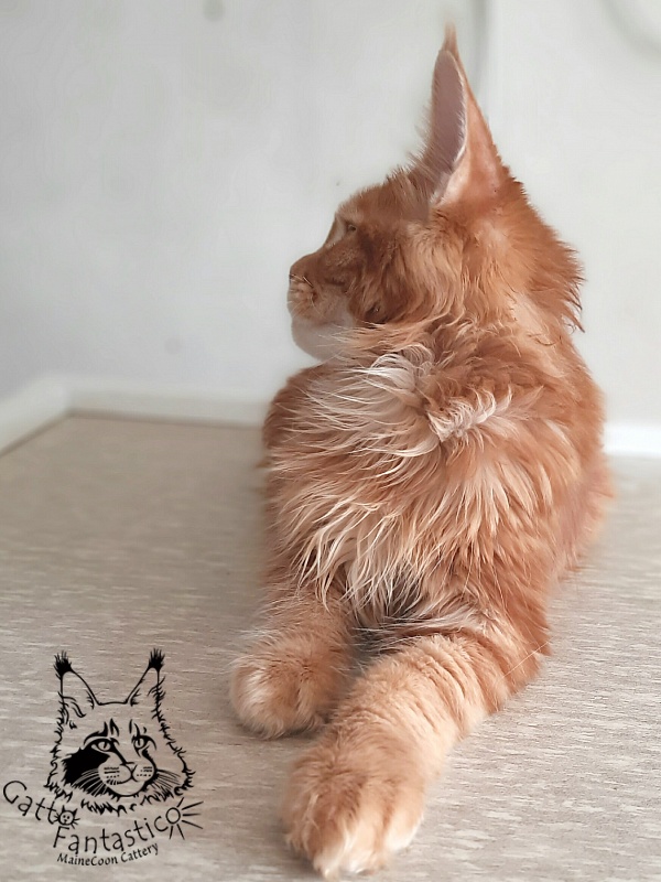 Gatto Fantastico Orange - Кошеня мейн-кун 5 місяців 3 тижні
