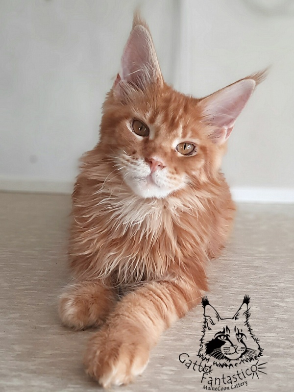 Gatto Fantastico Orange - Кошеня мейн-кун 5 місяців 3 тижні