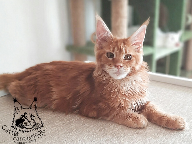 Gatto Fantastico Orange - Кошеня мейн-кун 5 місяців 3 тижні