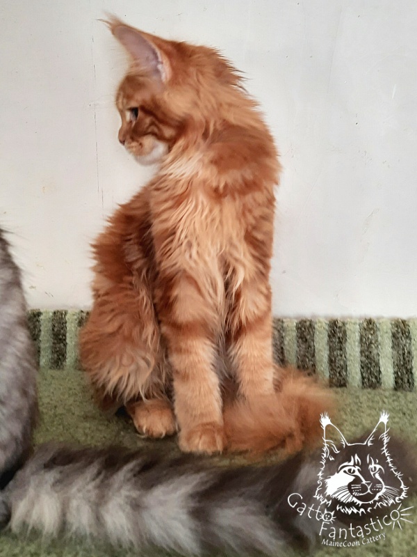 Gatto Fantastico Orange - Кошеня мейн-кун 5 місяців 3 тижні