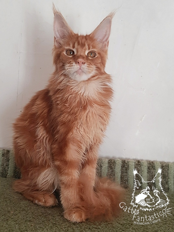 Gatto Fantastico Orange - Кошеня мейн-кун 5 місяців 3 тижні