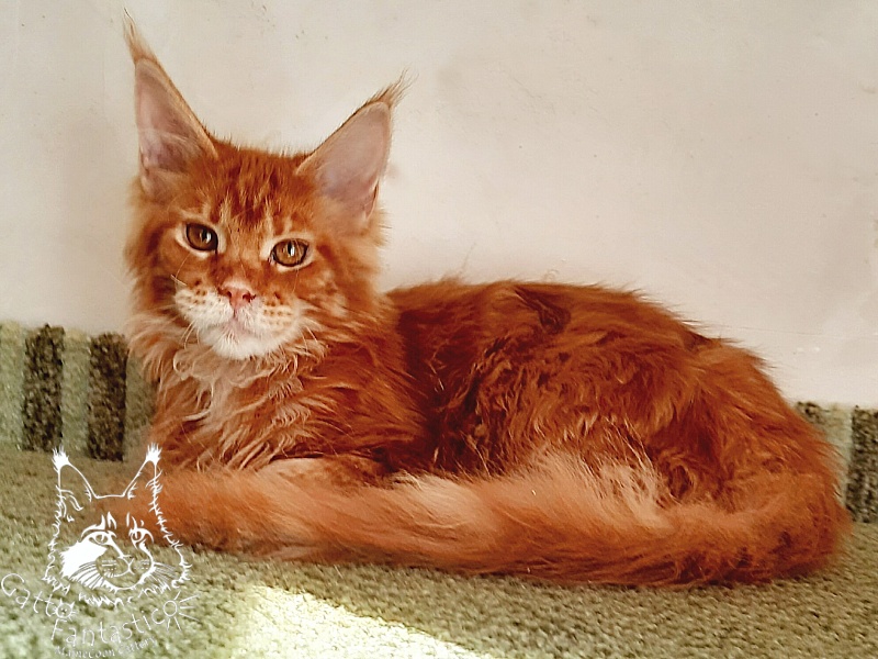 Gatto Fantastico Orange - Кошеня мейн-кун 5 місяців 3 тижні