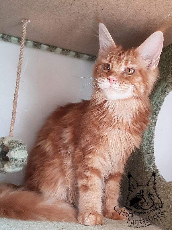 Gatto Fantastico Orange - Кошеня мейн-кун 6 місяців 2 тижні