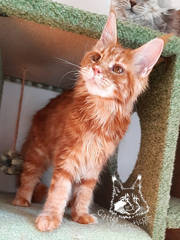 Gatto Fantastico Orange - Кошеня мейн-кун 6 місяців 2 тижні