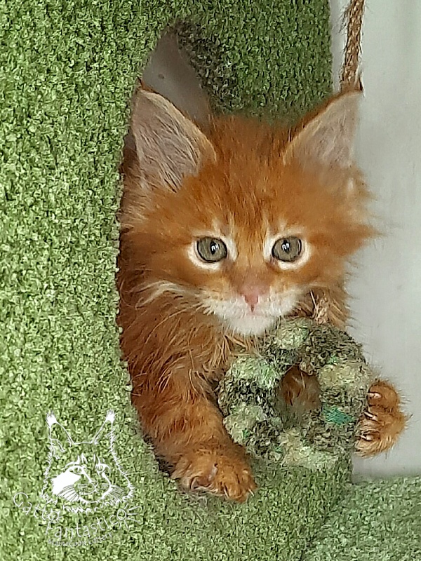 Gatto Fantastico Orange - Кошеня мейн-кун 1 місяць 4 тижні